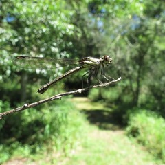 Platycypha fitzsimonsi