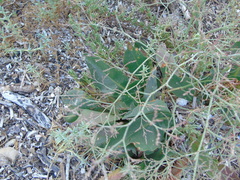 Limonium brevipetiolatum