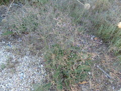 Limonium brevipetiolatum