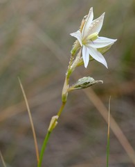 Gladiolus stellatus