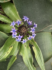 Scilla peruviana