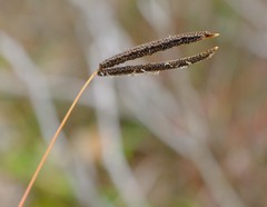 Eustachys paspaloides