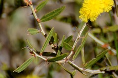 Acacia nervosa