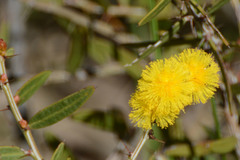 Acacia nervosa