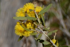 Acacia nervosa