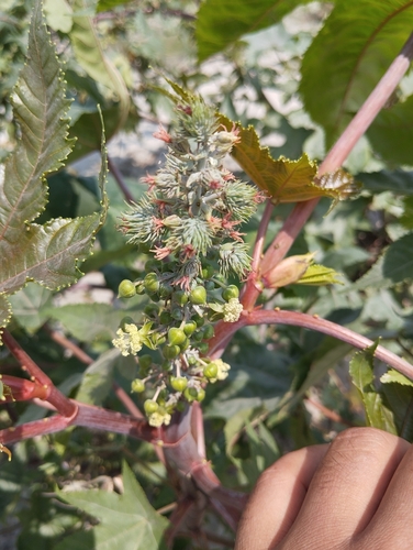 castor bean