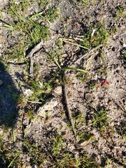 Oxalis pusilla