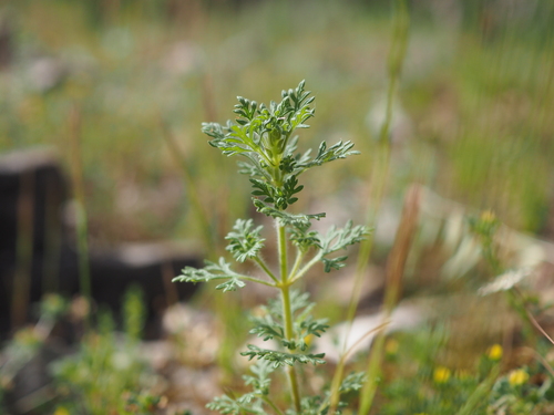 Image of Teucrium botrys by (c) Augustin Soulard, some rights reserved (CC BY)