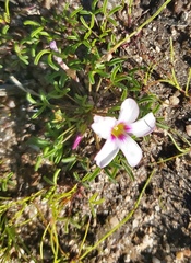 Oxalis pusilla