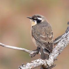 Chrysococcyx osculans