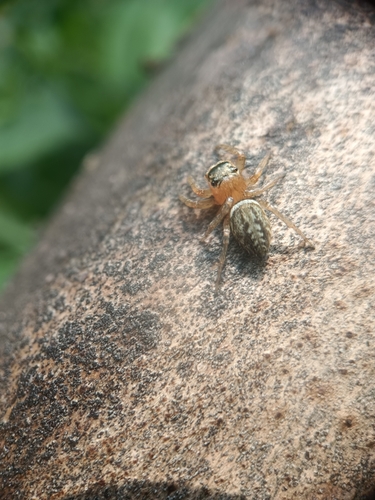 Chalcotropis pennata