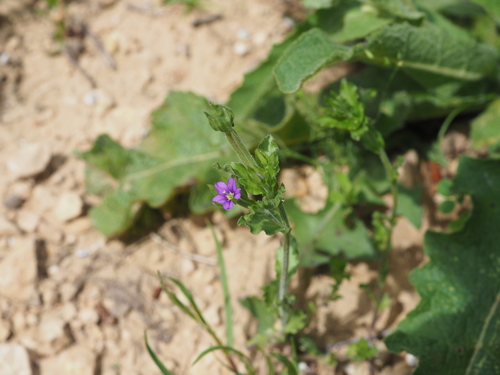 Image of Legousia hybrida by (c) Augustin Soulard, some rights reserved (CC BY)