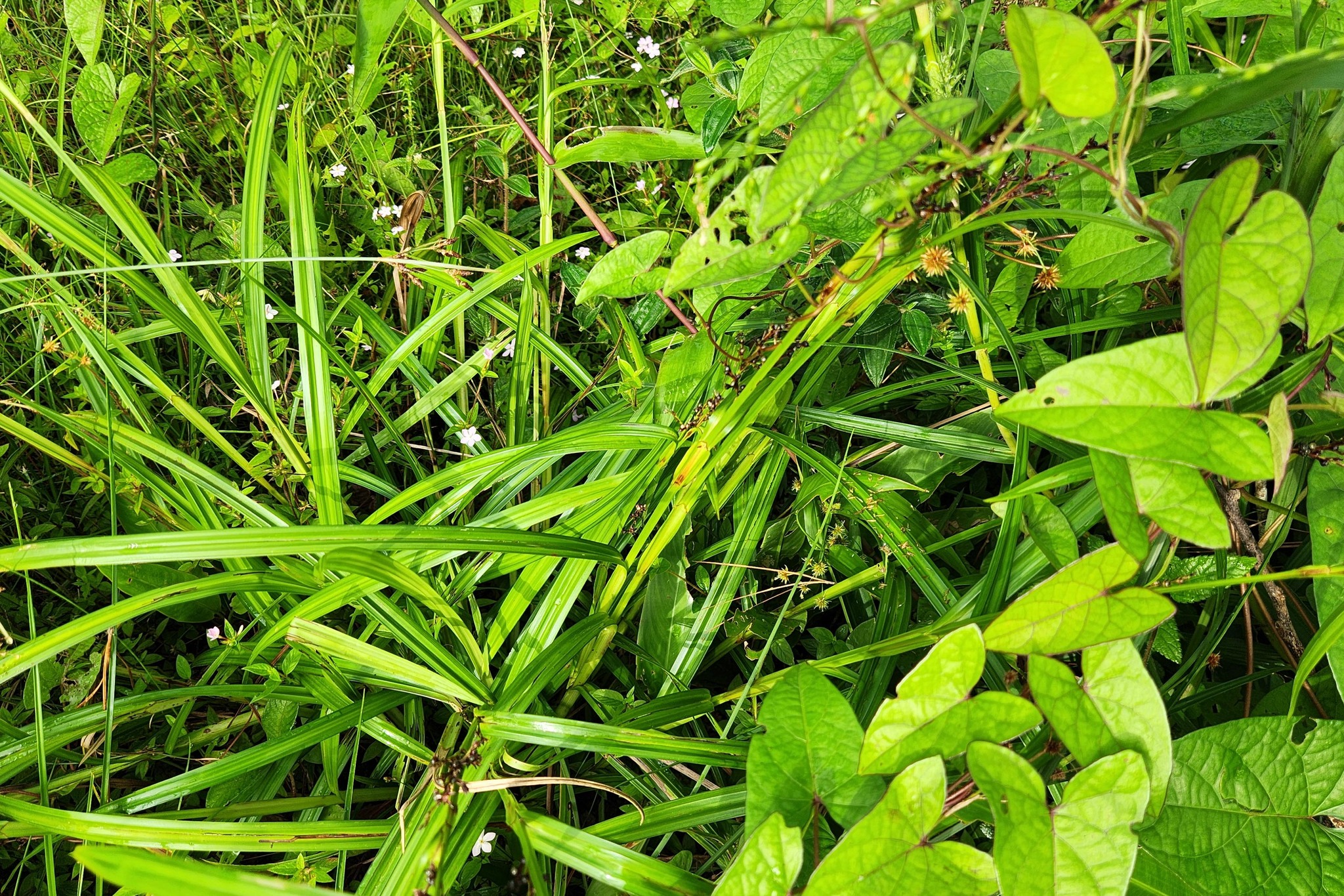 Imagem de Cipó-de-fogo