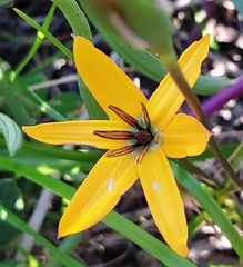 Pauridia linearis