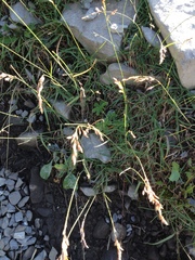 Poa cenisia