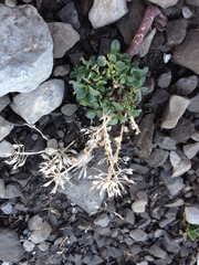 Noccaea rotundifolia