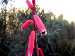 Watsonia aletroides