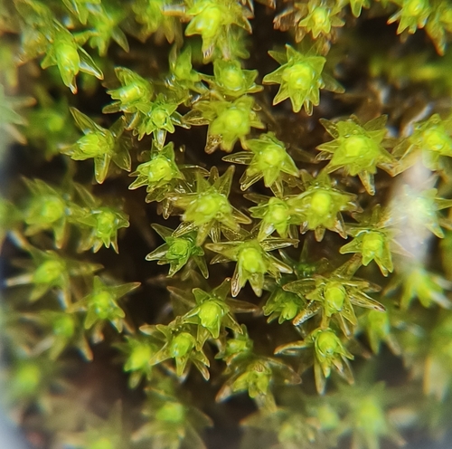 Image of Nyholmiella obtusifolia by (c) Iida Österman, some rights reserved (CC BY)