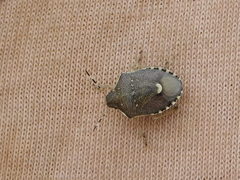 Holcostethus sphacelatus