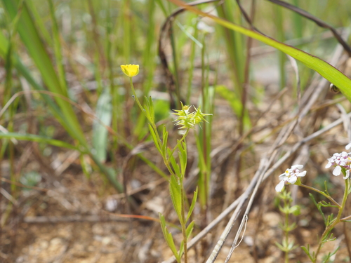 Image of Ranunculus arvensis by (c) Augustin Soulard, some rights reserved (CC BY)