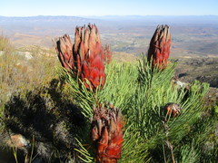 Protea aristata