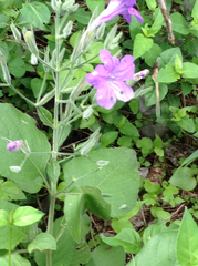 Ruellia occidentalis