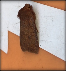 Noctuinae