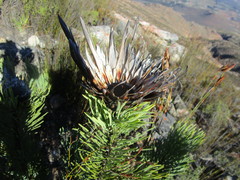 Protea aristata