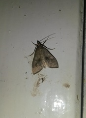 Mecyna asinalis