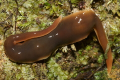 Arthurdendyus testaceus