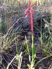 Watsonia aletroides