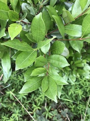 Syzygium hancei