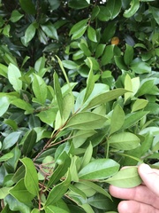 Syzygium hancei