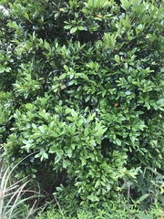 Syzygium hancei