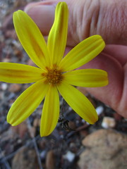 Osteospermum asperulum