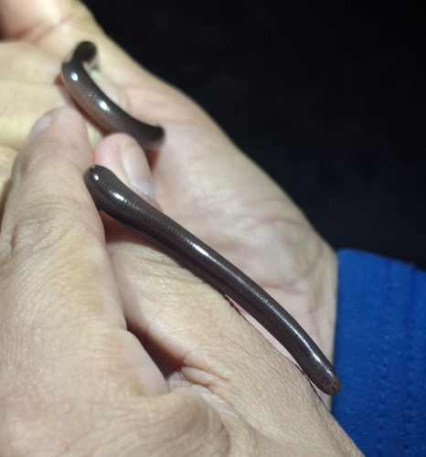 Costa Rica Worm Snake