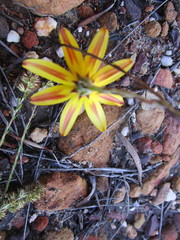 Osteospermum asperulum