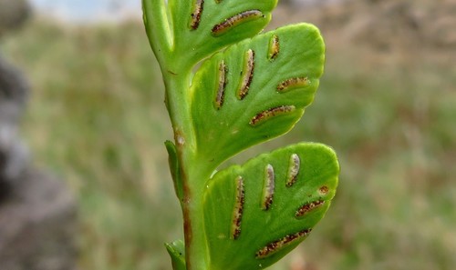 sea spleenwort