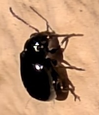 Hermaeophaga cicatrix