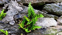 Asplenium marinum