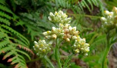 Pseudognaphalium undulatum