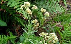 Pseudognaphalium undulatum