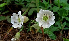 Silene uniflora uniflora