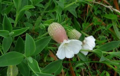 Silene uniflora uniflora