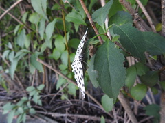 Antipercnia albinigrata