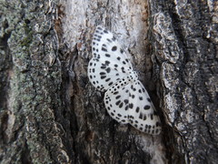 Antipercnia albinigrata