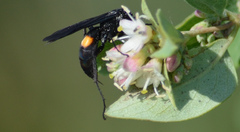 Anoplius semicinctus