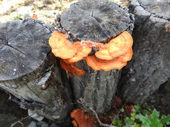 Basidiomycota