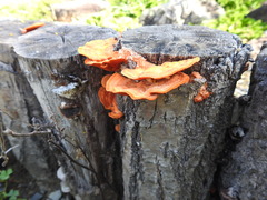 Basidiomycota