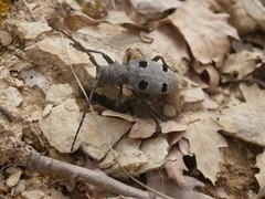 Morimus funereus